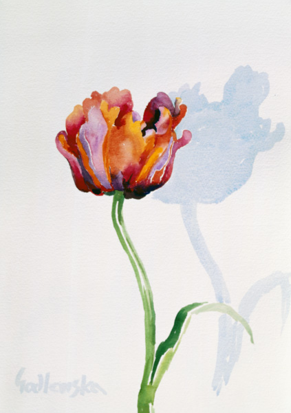 Tulip from Izabella  Godlewska de Aranda