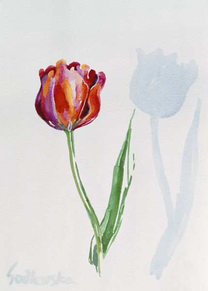 Tulip from Izabella  Godlewska de Aranda