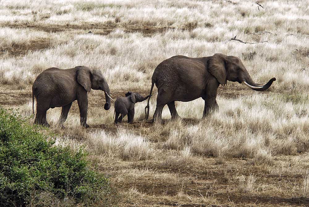 Elephant Family, Tanzania from Izonevision/Robert D Abramson