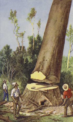 Felling a kauri pine