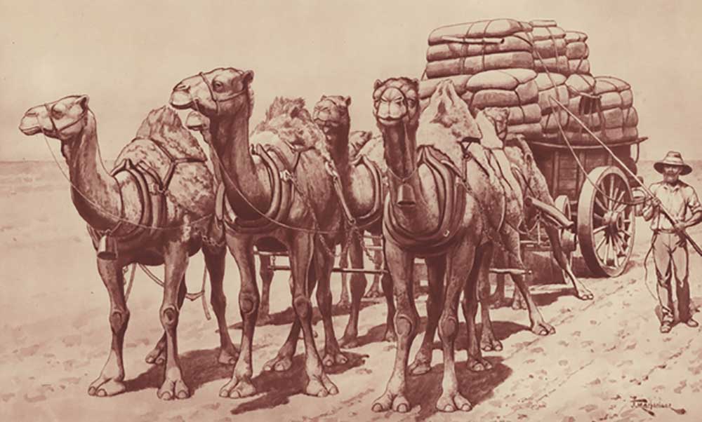 Camel train in Australia from J. Macfarlane