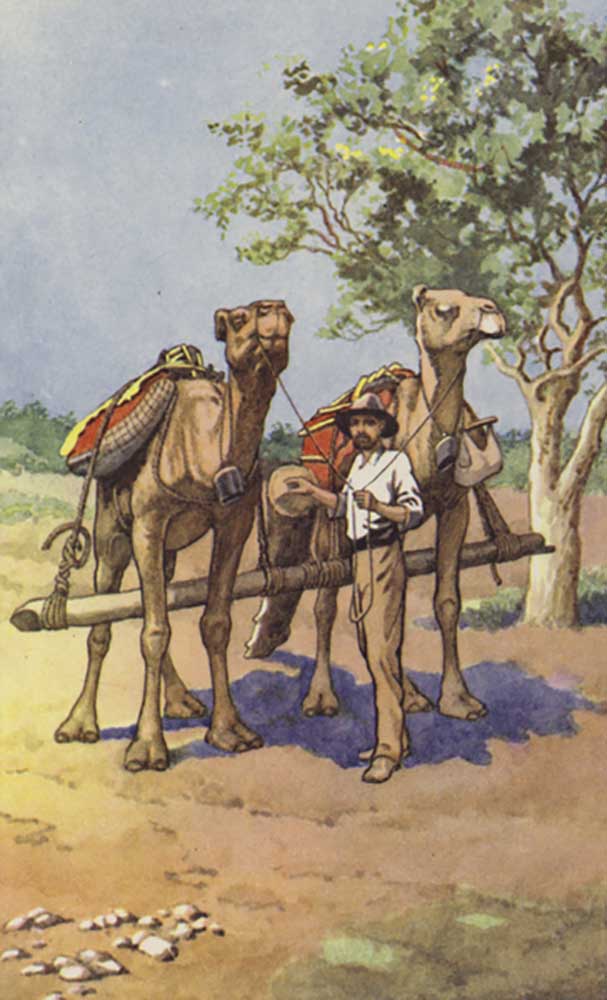 Prospector with camels from J. Macfarlane