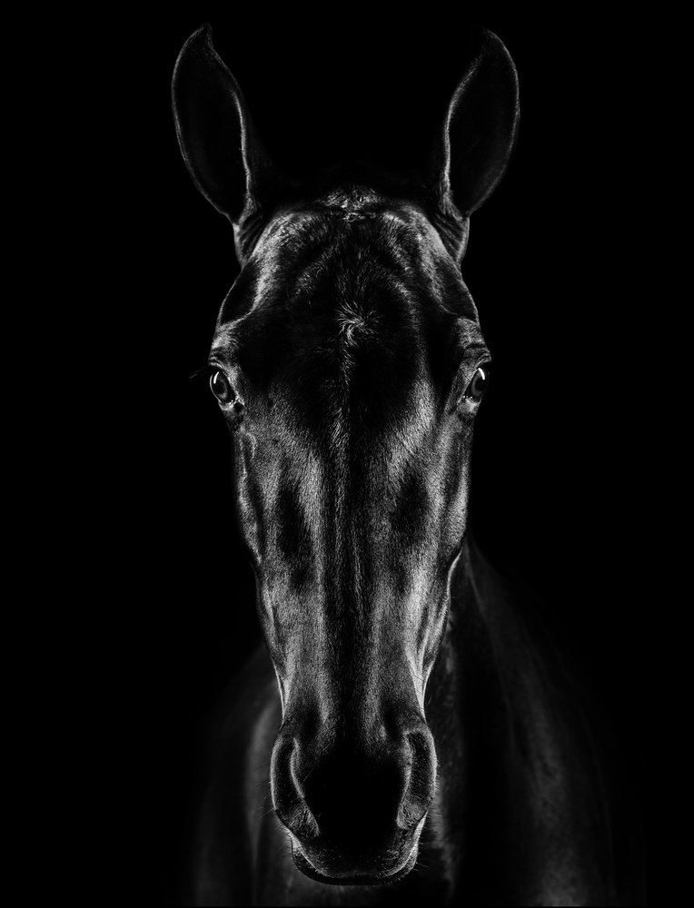 The Horse in Noir 15 from Jackson Carvalho