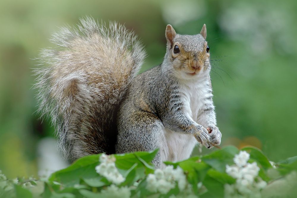 Eastern Grey Squirrel from Jacky Parker