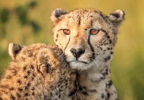 Cheetah eyes