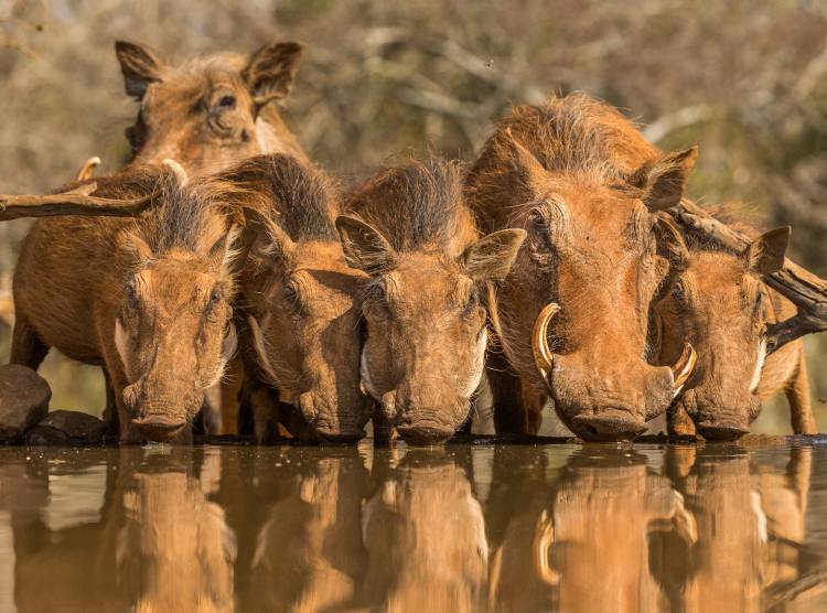 Warthog Family Reunion from Jaco Marx
