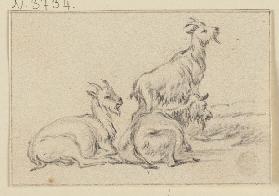 Three goats