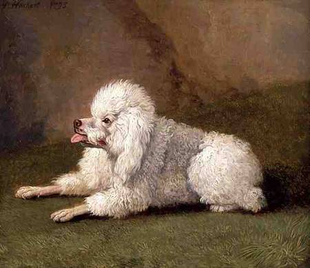 A Belgian Poodle from Jacob Philipp Hackert