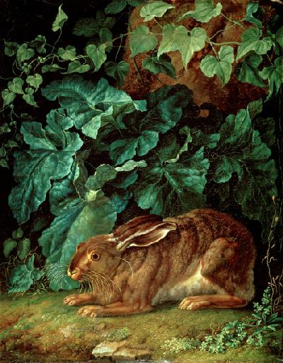 A Hare in Undergrowth