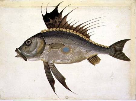 Fish from Jacopo Ligozzi