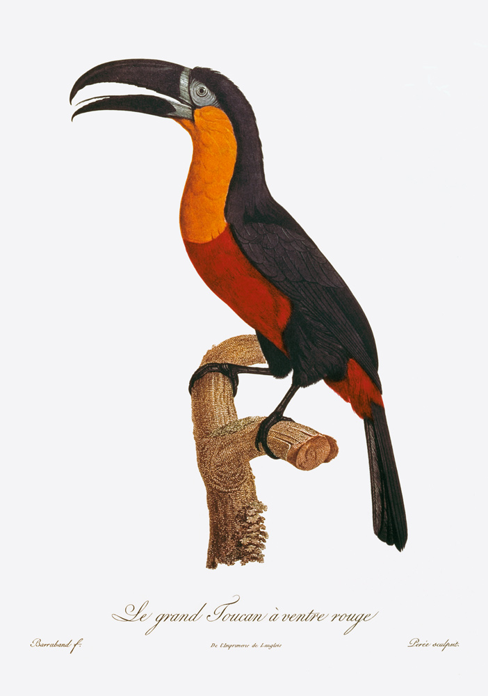 Toucan: Great Red-Bellied by Jacques Barraband from Jacques Barraband