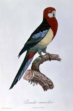 Omnicoloured Parakeet