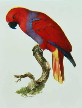 Red Parrot (w/c and gouache)