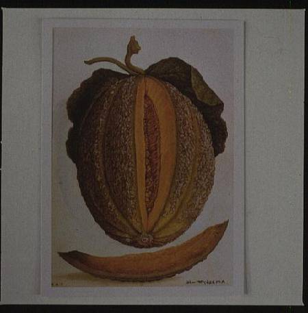 Melon from Jacques Le Moyne