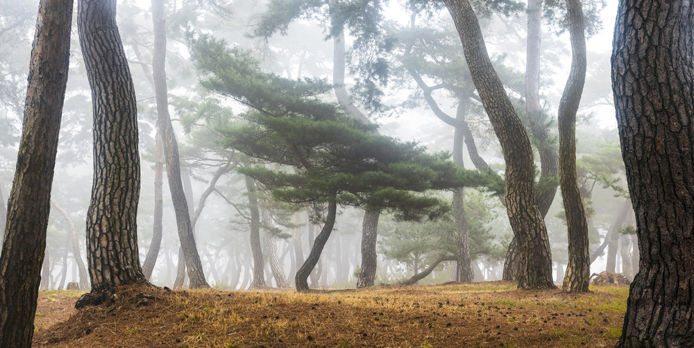 In The Misty Pine Forest from Jaeyoun Ryu