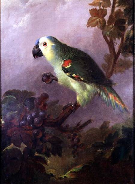 A Parrot from Jakob Bogdani or Bogdany