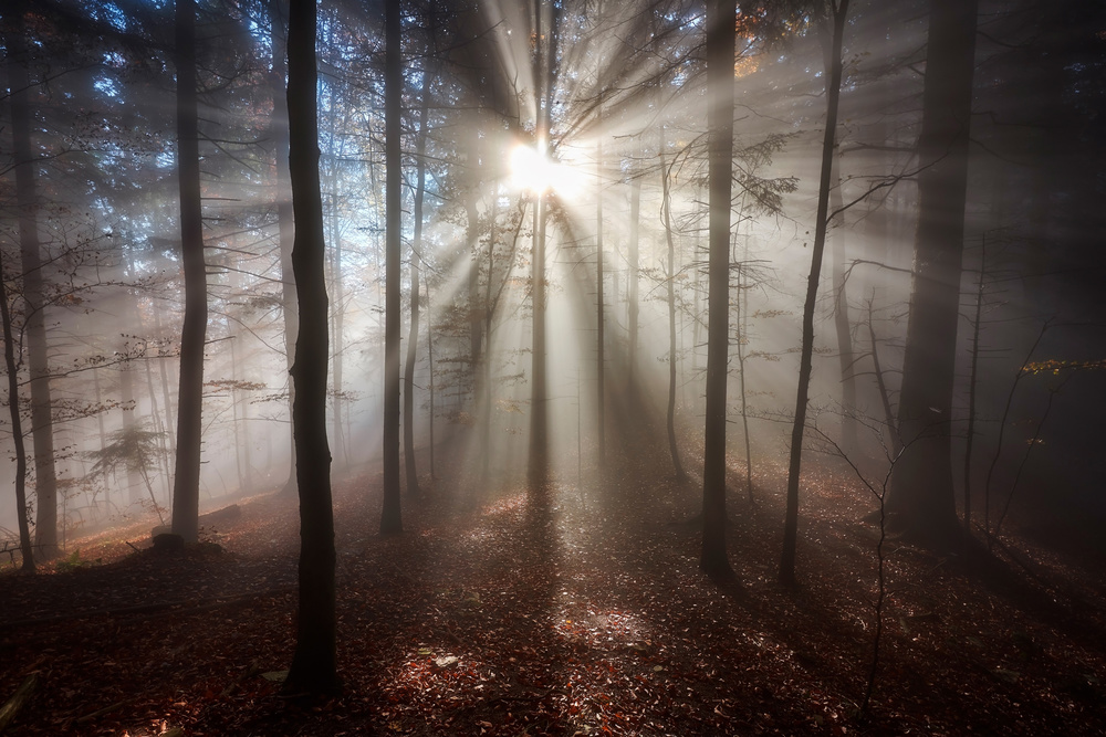Magic forest from Jakub Koziol