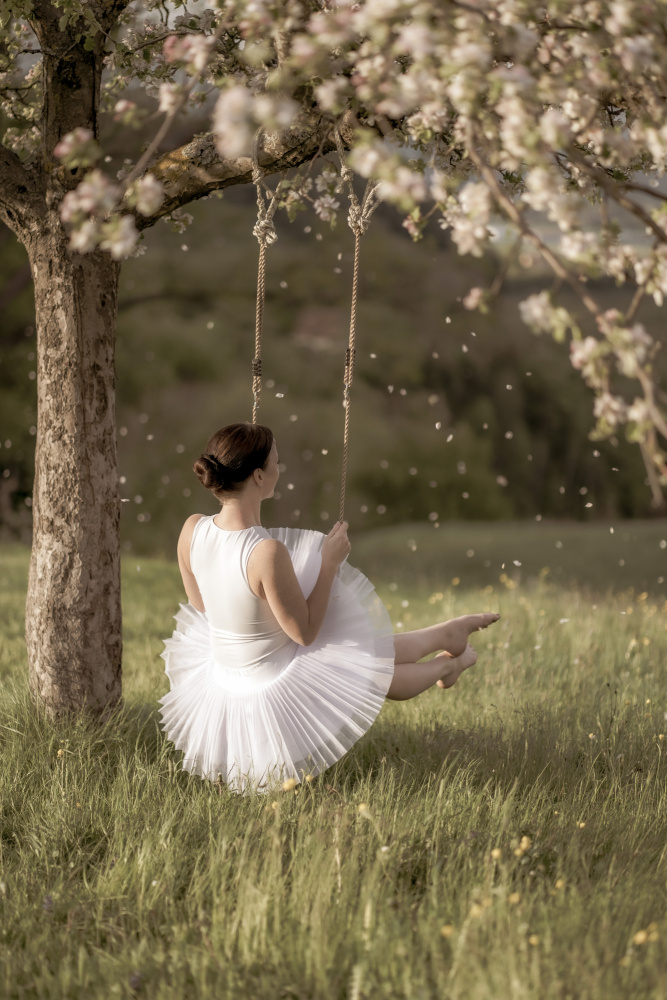 cherry tree swing from James Graf