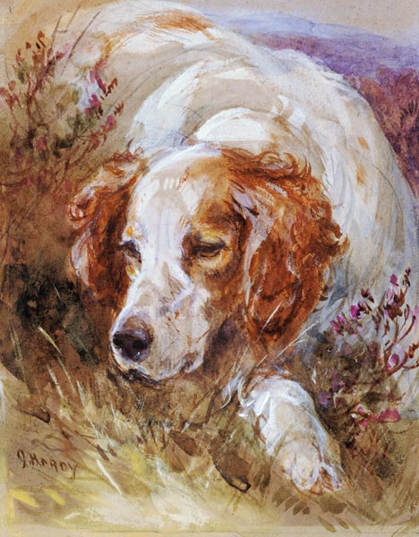 A Spaniel (w/c and bodycolour on paper) from James Jnr Hardy