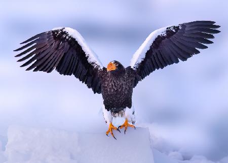 Sea Eagle in Hokkaido