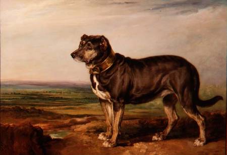 Portrait of `Vic', a Spanish Bloodhound from James Ward