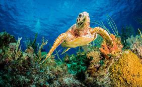 Hawksbill turtle swimming through Caribbean reef