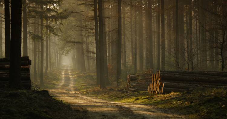 A forest walk from Jan Paul Kraaij
