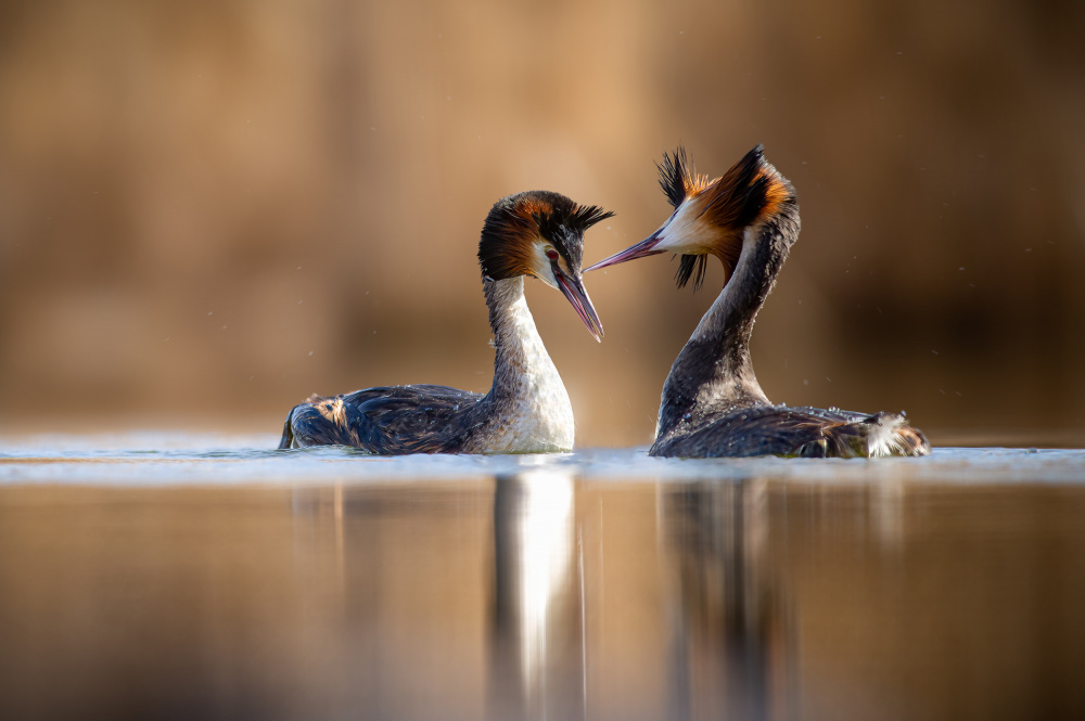 The great crested grebe (Podiceps cristatus) mating from Jan Rozehnal