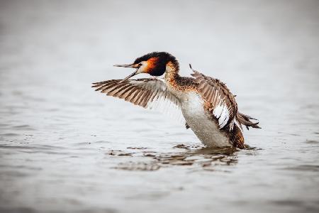 The great crested grebe (Podiceps cristatus)