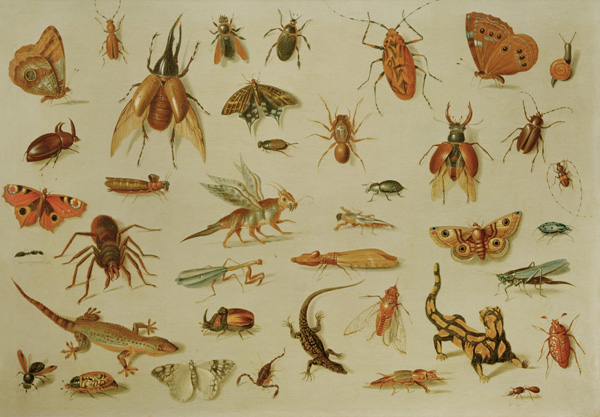 Insects and reptiles from Jan van Kessel the Elder