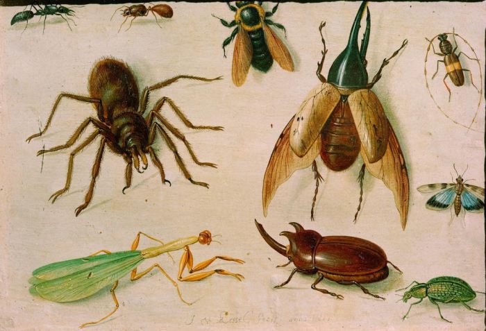 Insekten from Jan van the Elder Kessel