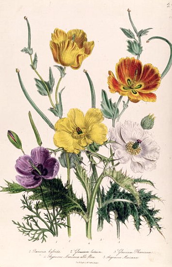 Poppies and Anemones, plate 5 from ''The Ladies'' Flower Garden'', published 1842 from Jane Loudon