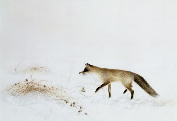 Fox in Snow 