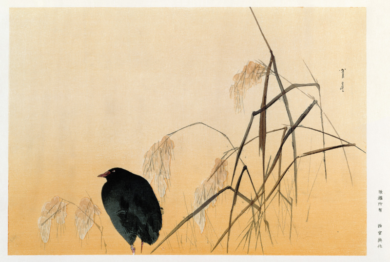 Blackbird, Edo Period (silk scroll) from Japanese School