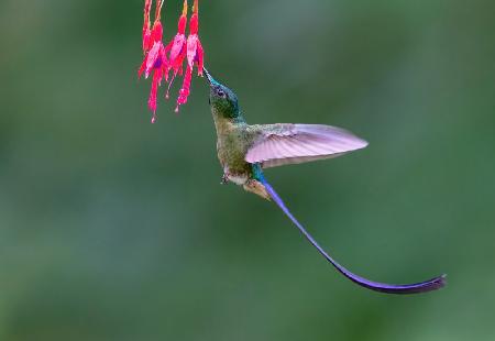 Hummingbird Violet-tailed sylph