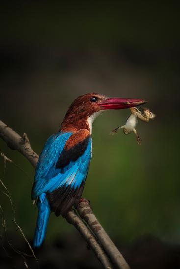 Kingfisher Eating Frog
