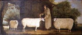 A Shepherd with his Flock