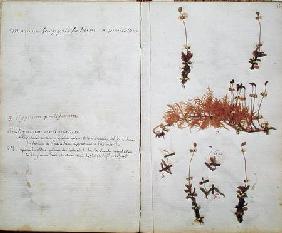 Page 15 from a Herbarium