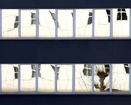 Willow in a window