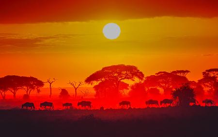 Amboseli sunrise