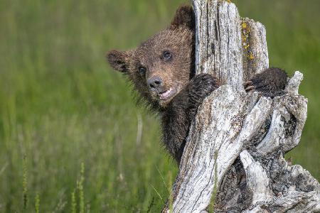 The adorable grizzly bear cub