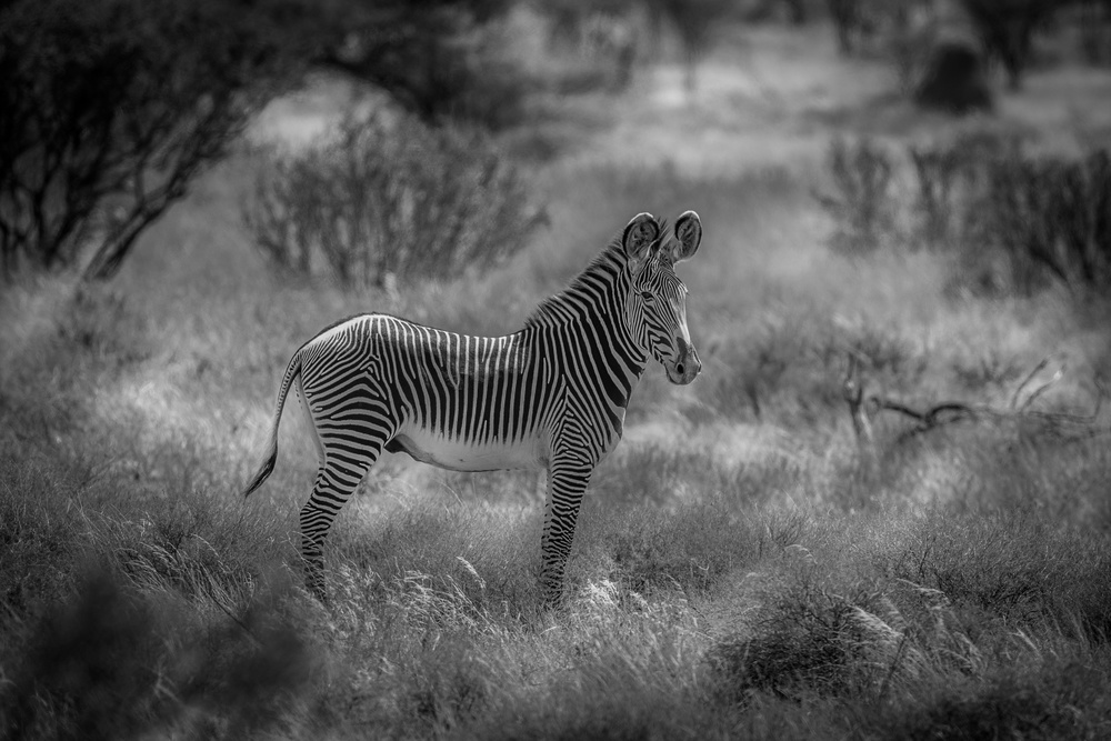The endangered Grevy Zebra from Jeffrey C. Sink