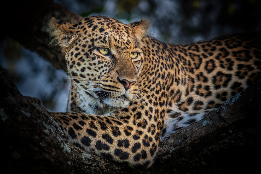 The Leopard from Jeffrey C. Sink