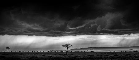 Serengeti storm - monochrome