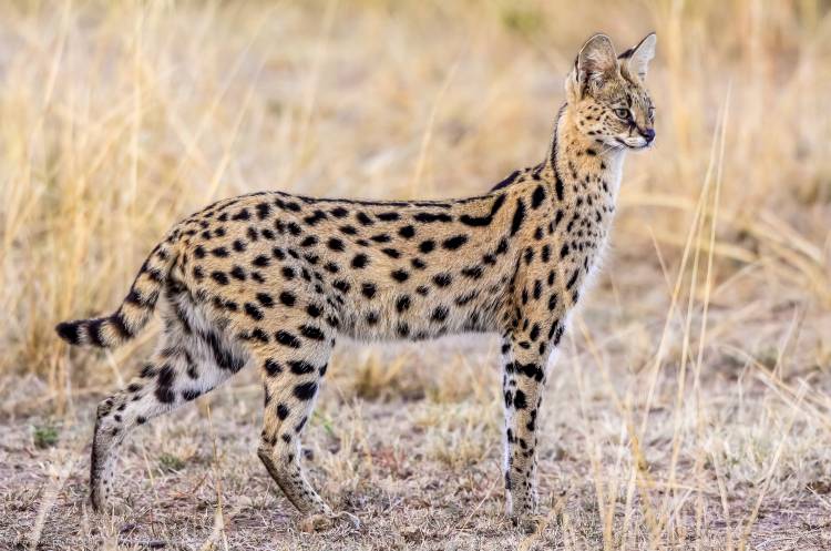 Serval hunting from Jeffrey C. Sink