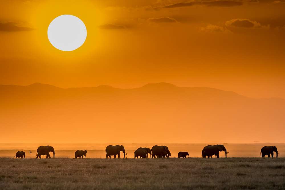Sunrise over Amboseli from Jeffrey C. Sink