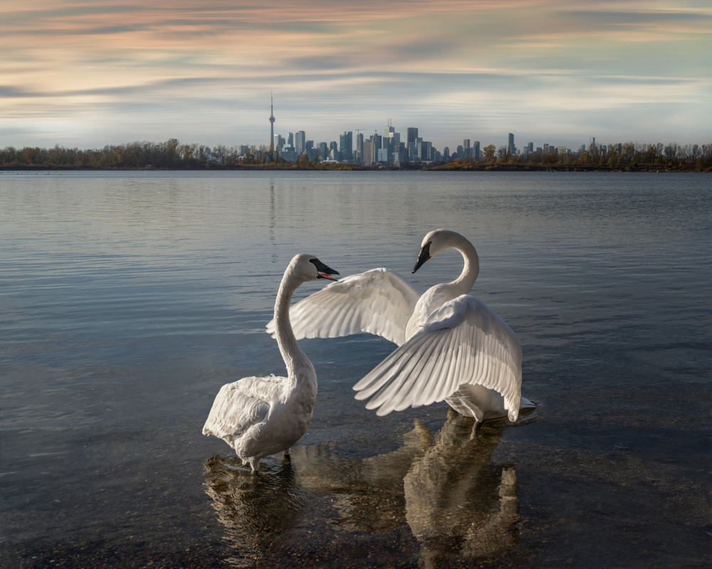 My swan lake from Jennifer Chen