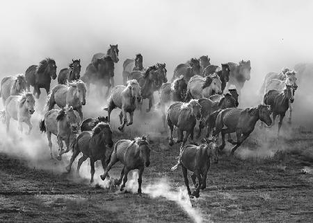 Galloping