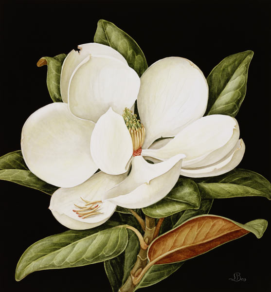 Magnolia Grandiflora, 2003 (w/c on paper)  from Jenny  Barron