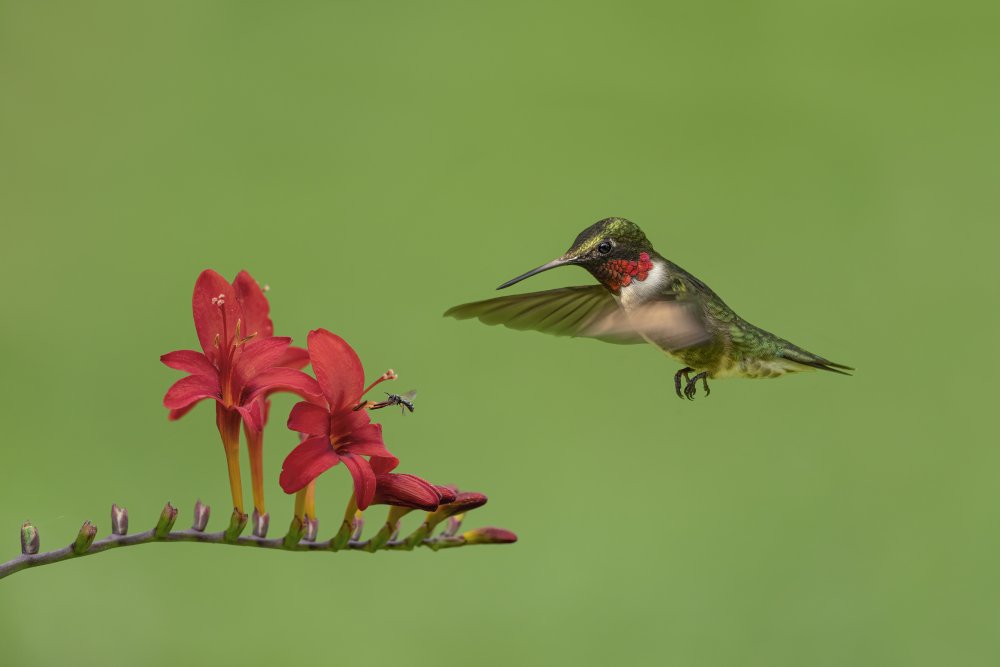 Hummingbird and Bee from Jia Chen